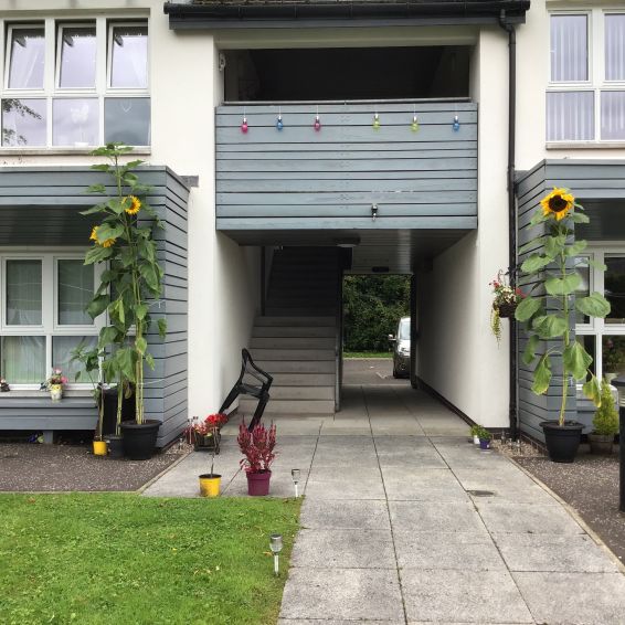 Sunflowers help bring people together at Methlan Park, Dumbarton