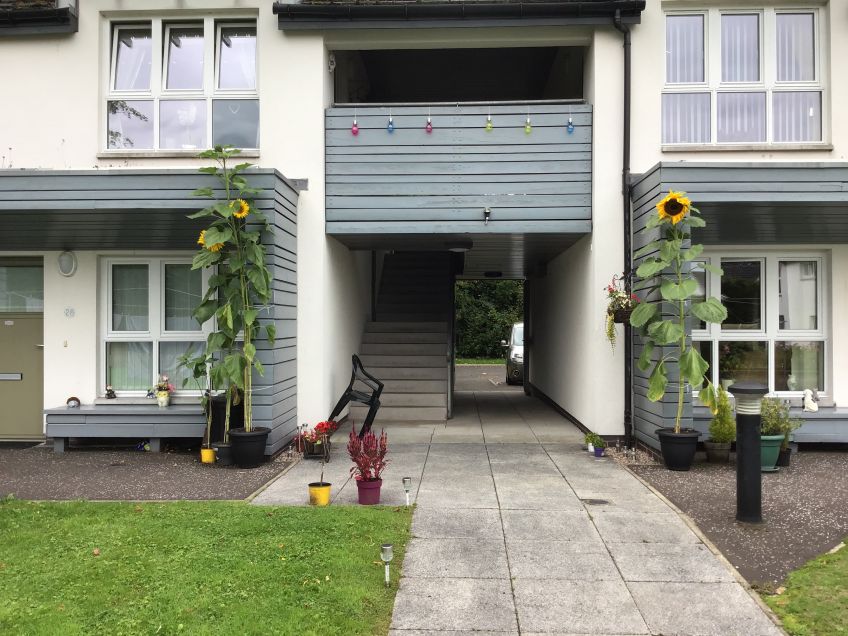 Sunflowers help bring people together at Methlan Park, Dumbarton